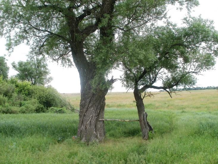 Суха Балка з panoramio.com - Суха Балка