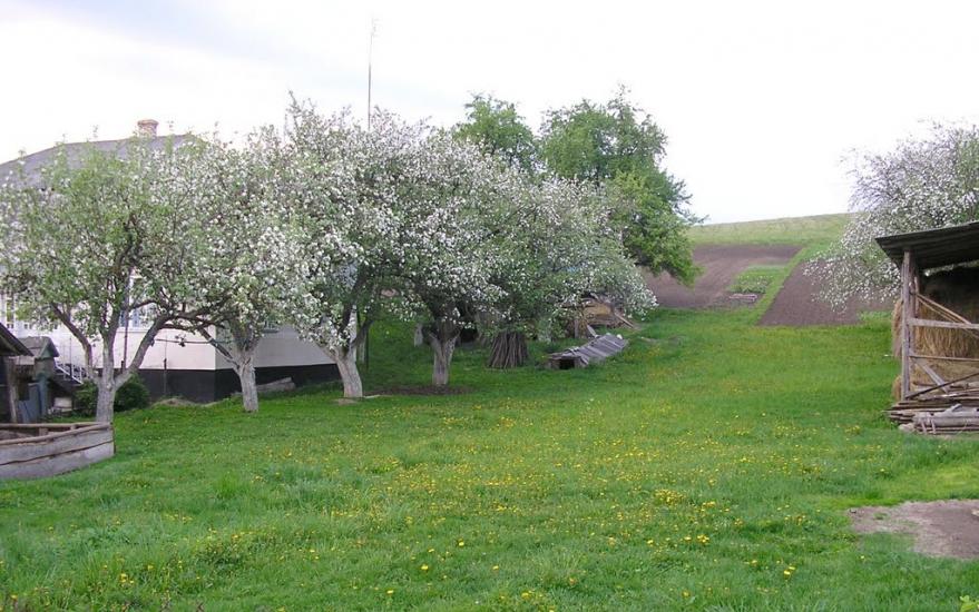 Добринів з panoramio.com - Dobryniv