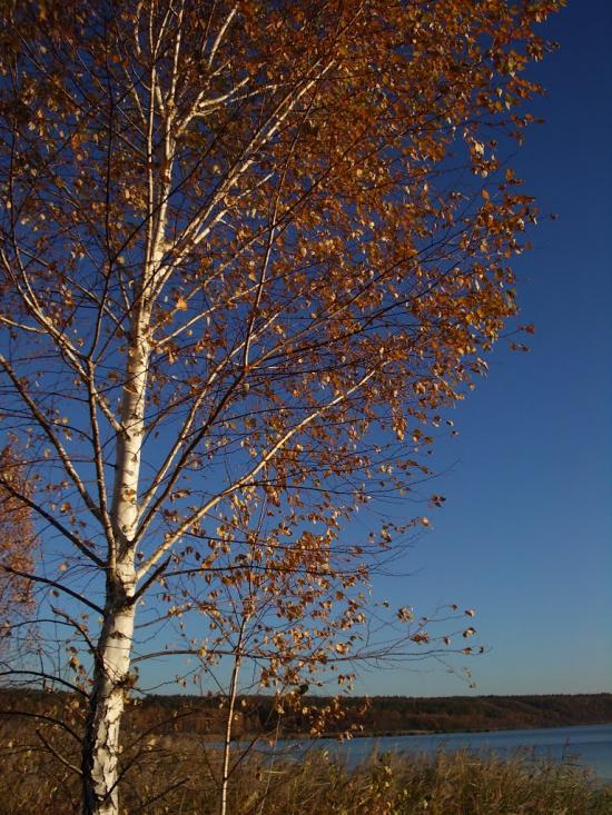Ліпляве з panoramio.com - Лепляво
