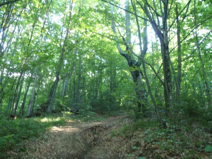 Княгиня з panoramio.com - Княгиня