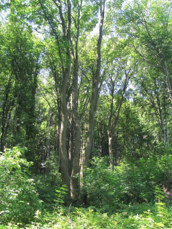 Добринівці з panoramio.com - Добринівці