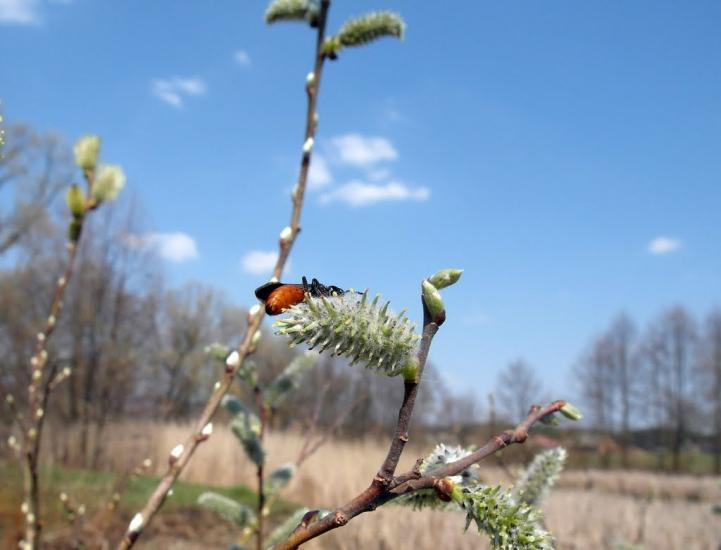 Вельбівка з panoramio.com - Вельбовка
