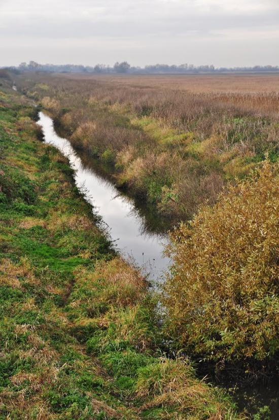 Липиці з panoramio.com - Липицы