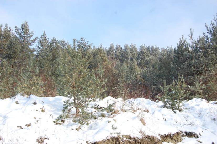 Горошівці з panoramio.com - Goroshivtsi