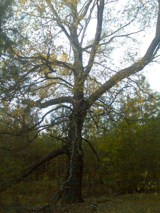 Гукове з panoramio.com - Гуково
