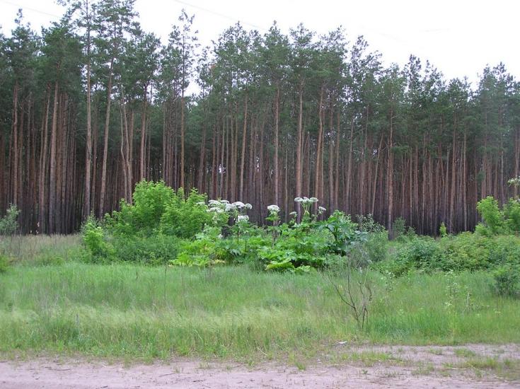 Грозине з panoramio.com - Грозине