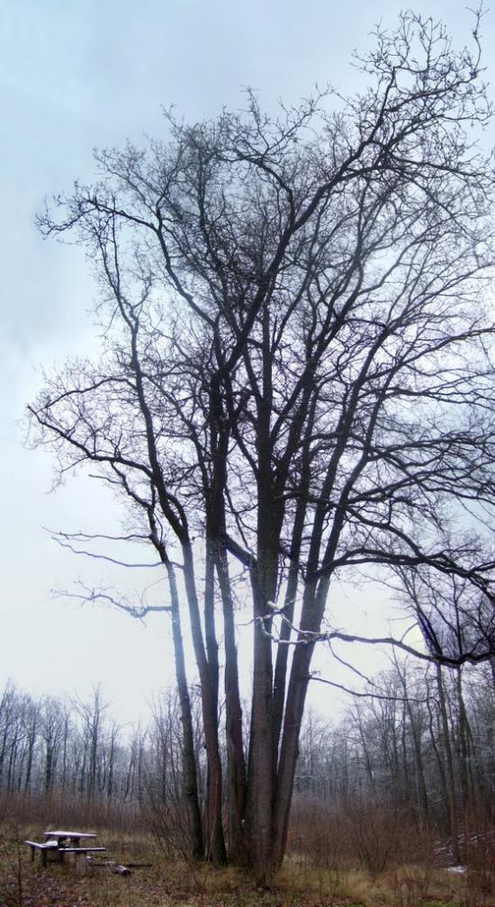 Хорошеве з panoramio.com - Хорошеве