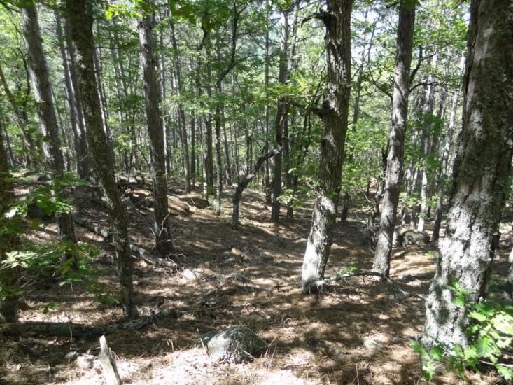 Виноградний з panoramio.com - Vynogradnyy
