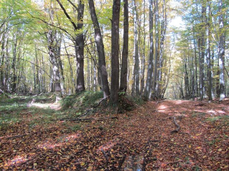 Поляна з panoramio.com - Поляна