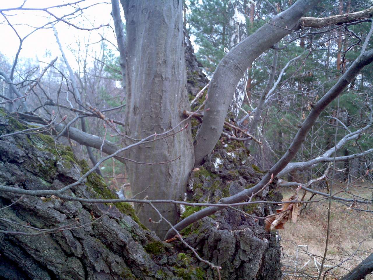 Городище - Городець