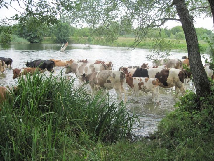 Огірцеве з panoramio.com - Ogirtseve