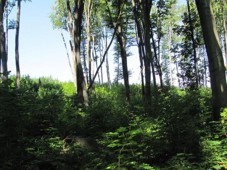 Добринівці з panoramio.com - Dobrynivtsi