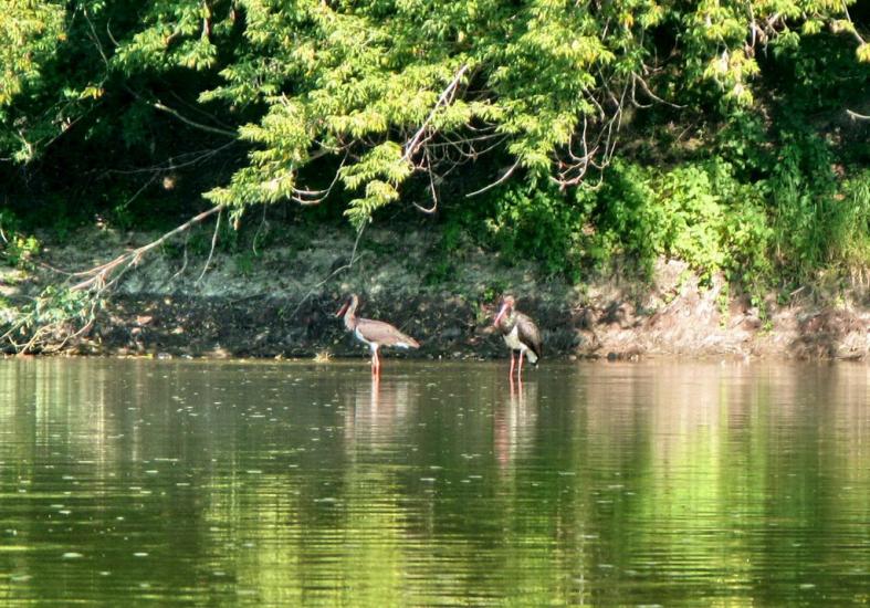 Іване-Золоте з panoramio.com - Иване-Золотое