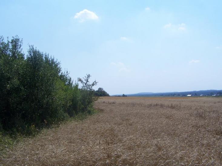Зелена Гута з panoramio.com - Zelena Guta