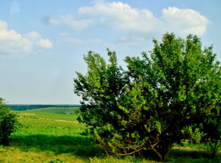 Смільчинці з panoramio.com - Смельчинцы
