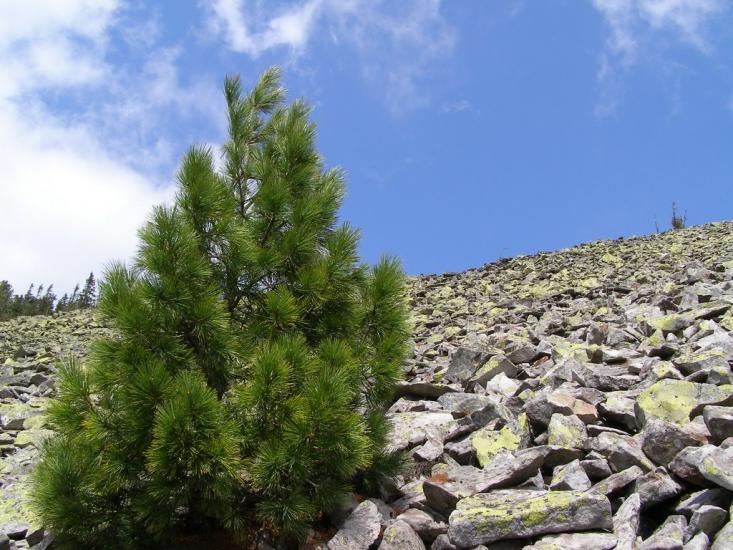 Кузьминець з panoramio.com - Кузьминец