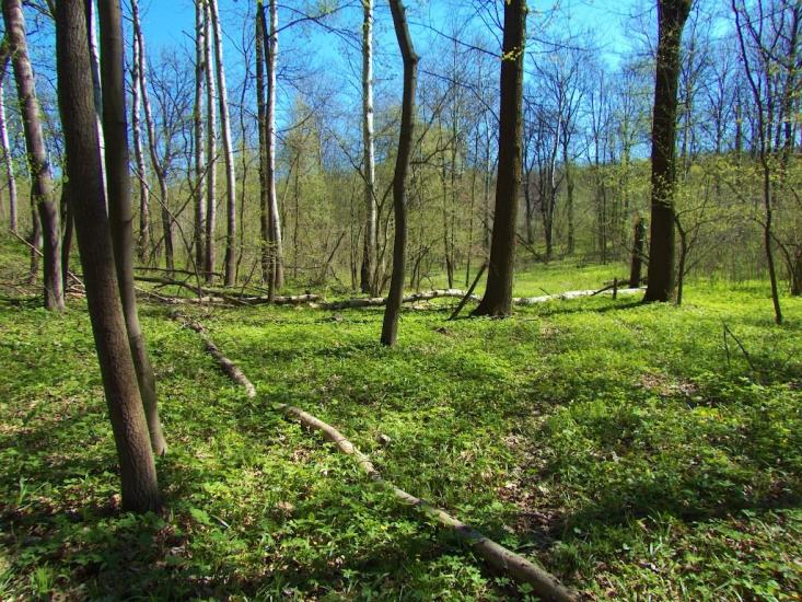 Високий з panoramio.com - Высокий