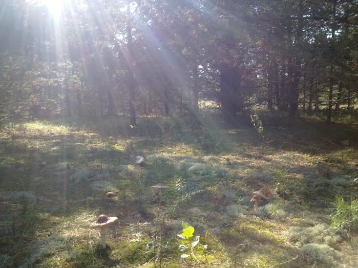 Новосілки з panoramio.com - Новосілки