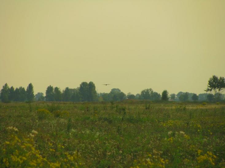 Хотянівка з panoramio.com - Хотяновка