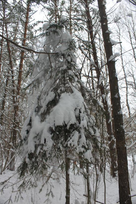 Суховоля з panoramio.com - Суховоля