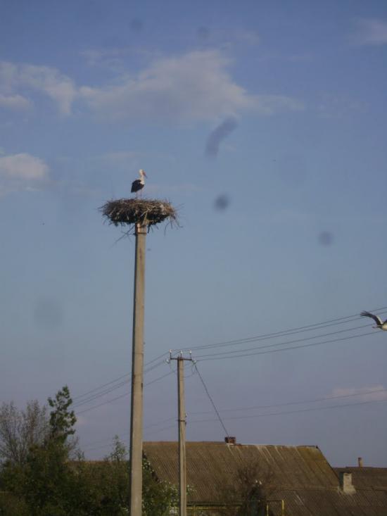 Березівка з panoramio.com - Березовка