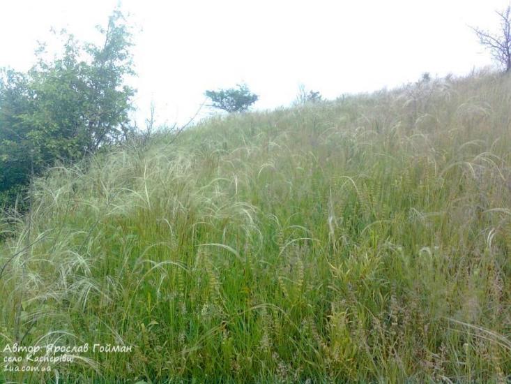 Касперівці з panoramio.com - Касперівці
