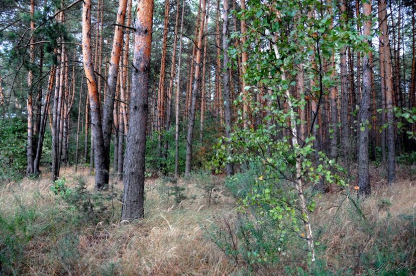 Обухів з panoramio.com - Обухов