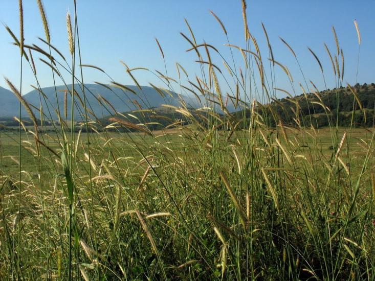 Орлине з panoramio.com - Orlyne