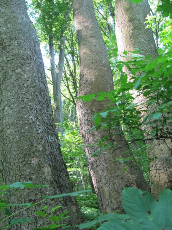 Добринівці з panoramio.com - Dobrynivtsi