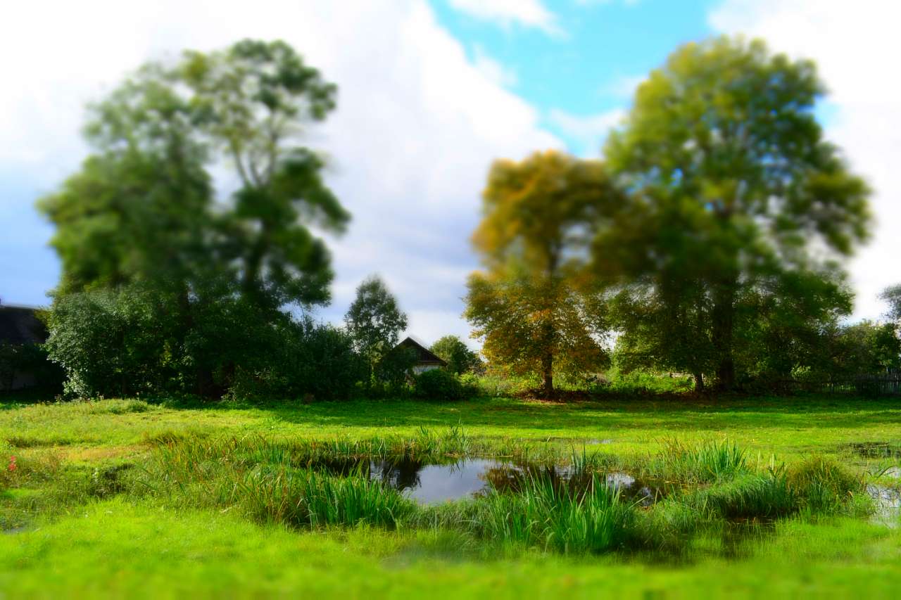 Вереси, які вони є... - Вересы