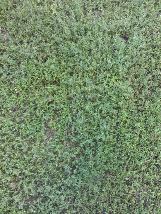 Оленівка з panoramio.com - Оленівка