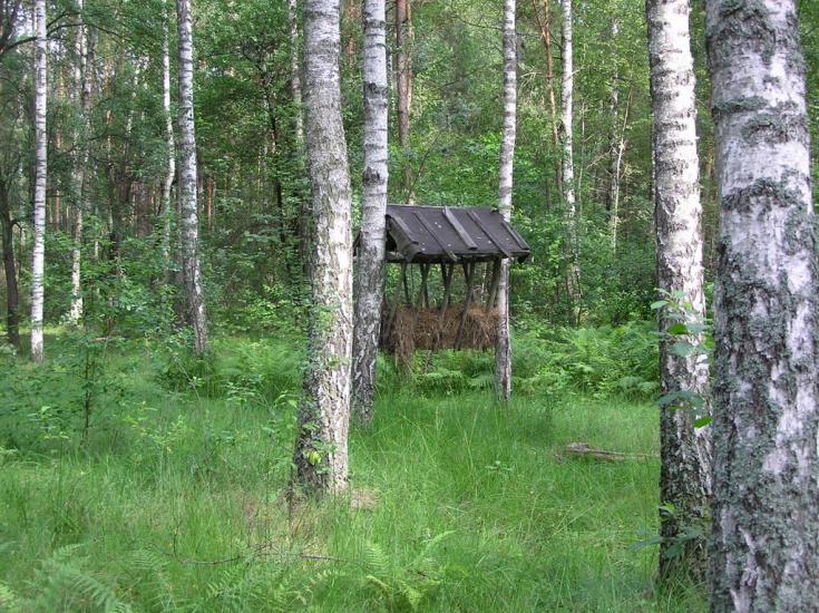 Струмок з panoramio.com - Струмок