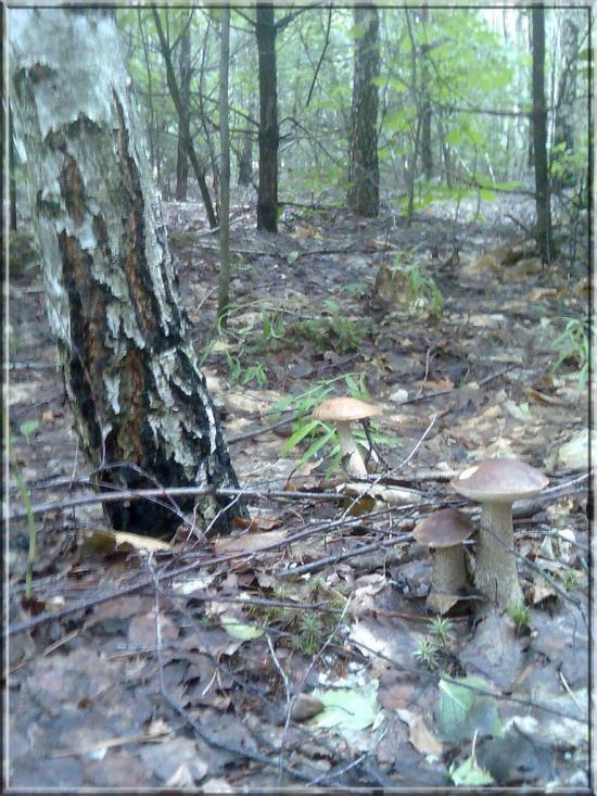 Макове з panoramio.com - Макове