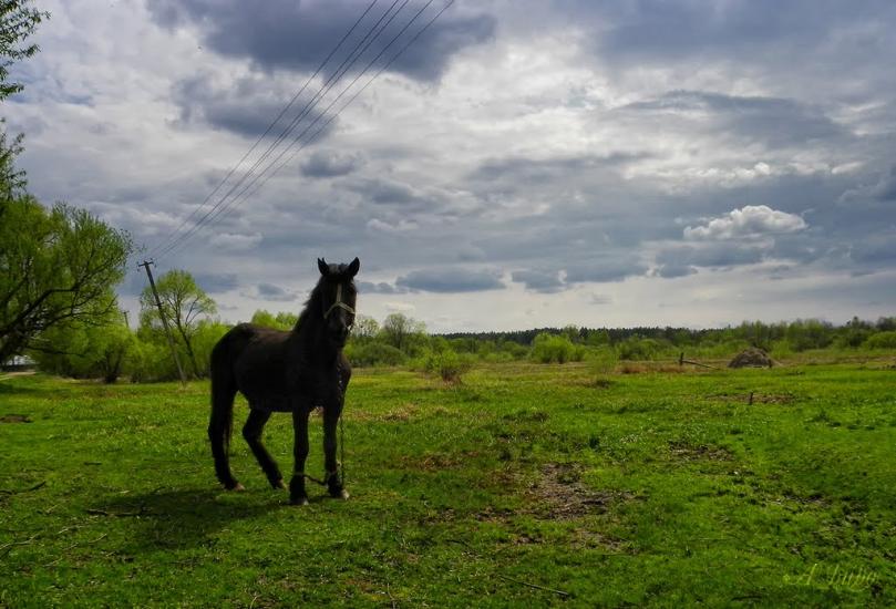 Грибова Рудня з panoramio.com - Грибова Рудня