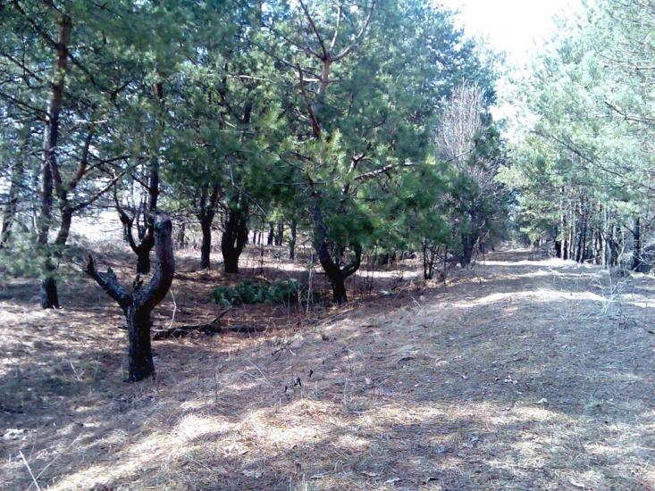 Гамаліївка з panoramio.com - Гамаліївка