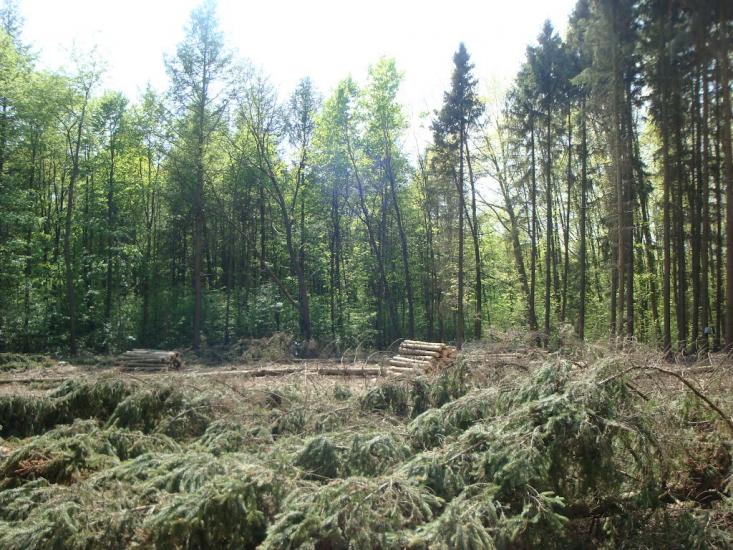 Карпівці з panoramio.com - Карпівці