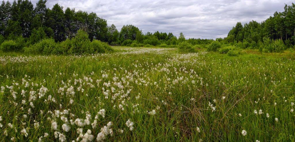 Грибова Рудня з panoramio.com - Грибова Рудня