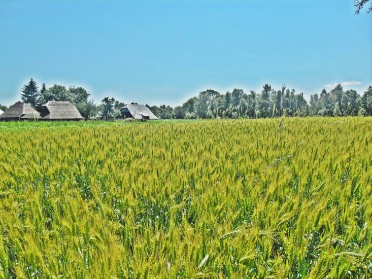 Корчівці з panoramio.com - Korchivtsi