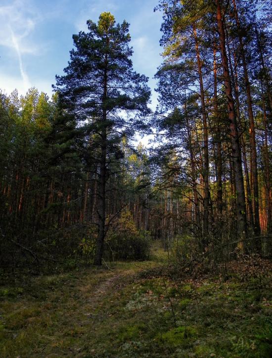 Грибова Рудня з panoramio.com - Грибова Рудня