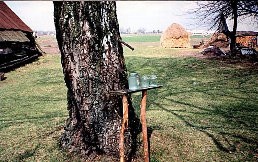 Гута-Боровенська з panoramio.com - Гута-Боровенська