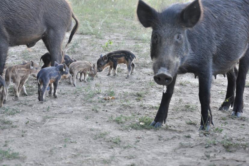 Малополовецьке з panoramio.com - Малополовецьке