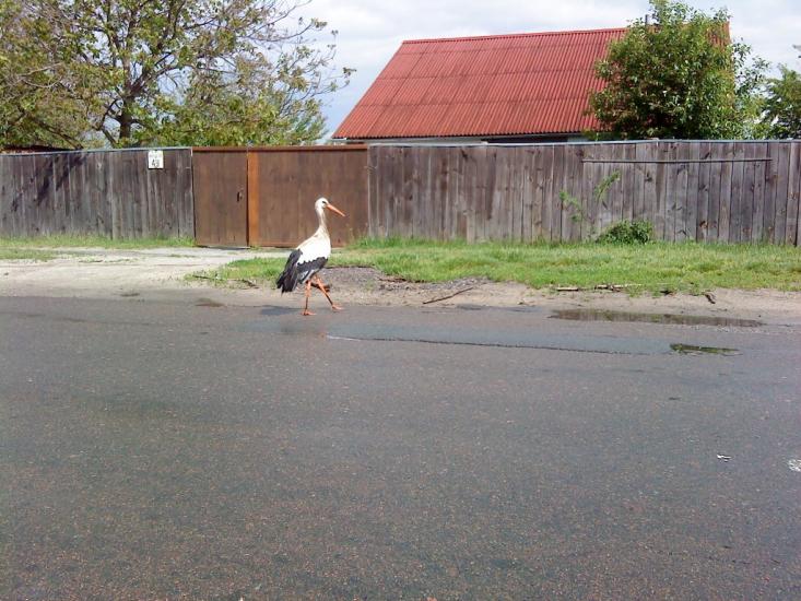 Михайлівка-Рубежівка з panoramio.com - Михайловка Рубежовка