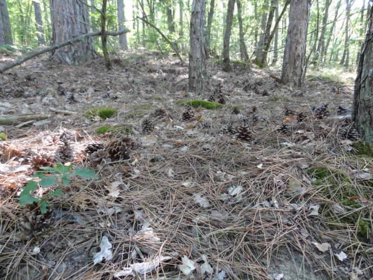 Виноградний з panoramio.com - Виноградний