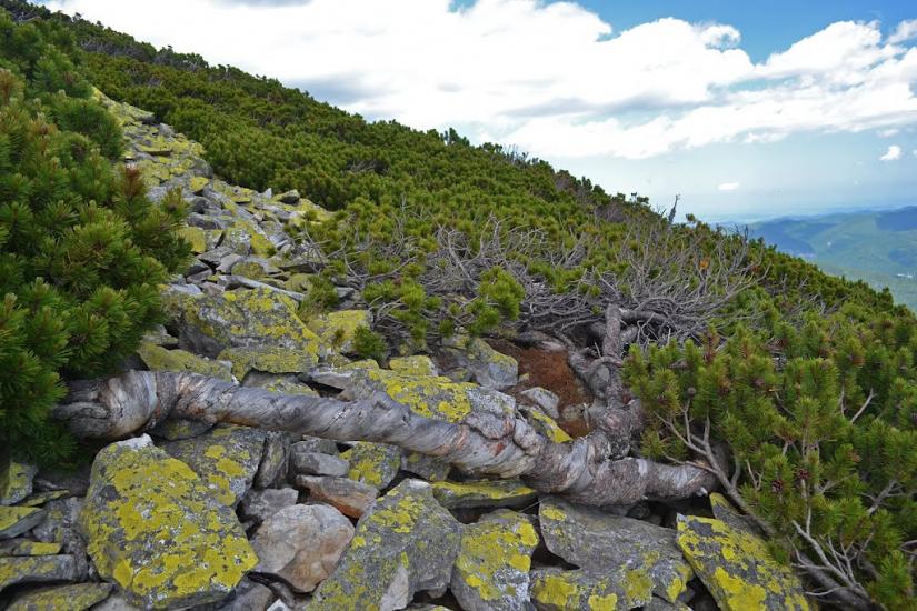 Гриньків з panoramio.com - Гриньків