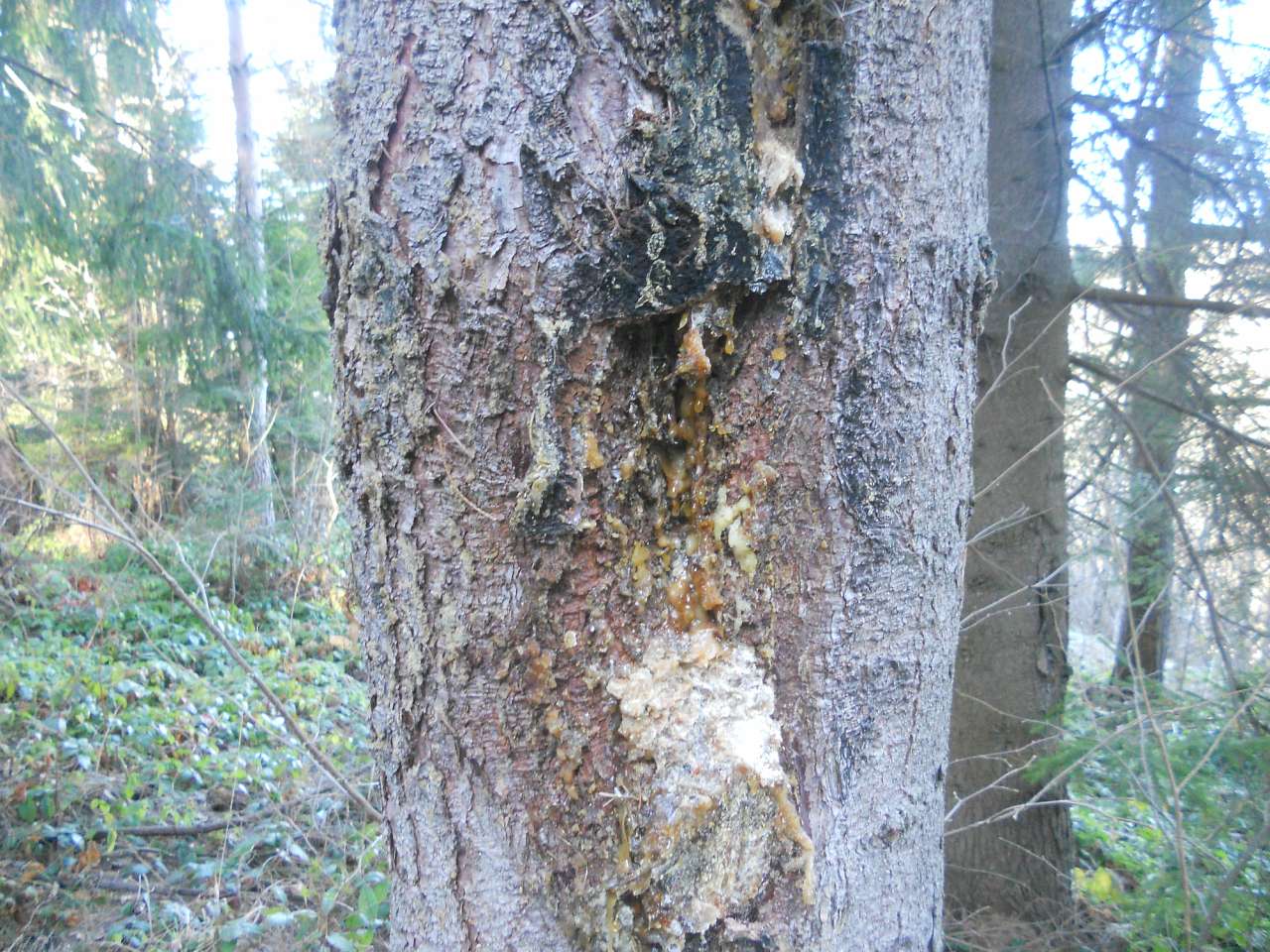 природа - Опака