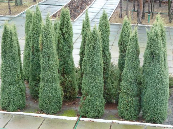 Куліші з panoramio.com - Куліші