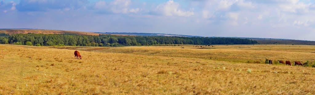 Нікішине з panoramio.com - Никишино