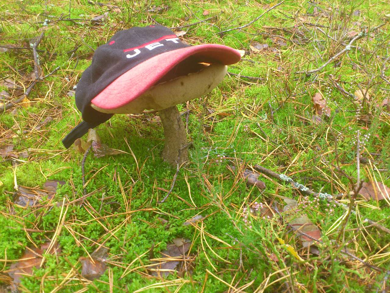 Грибной год - Тхорин