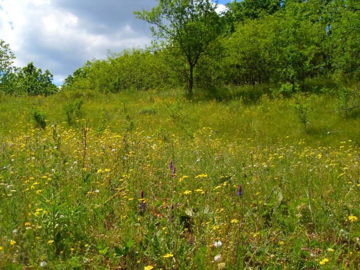 Казаринське з panoramio.com - Казаринське