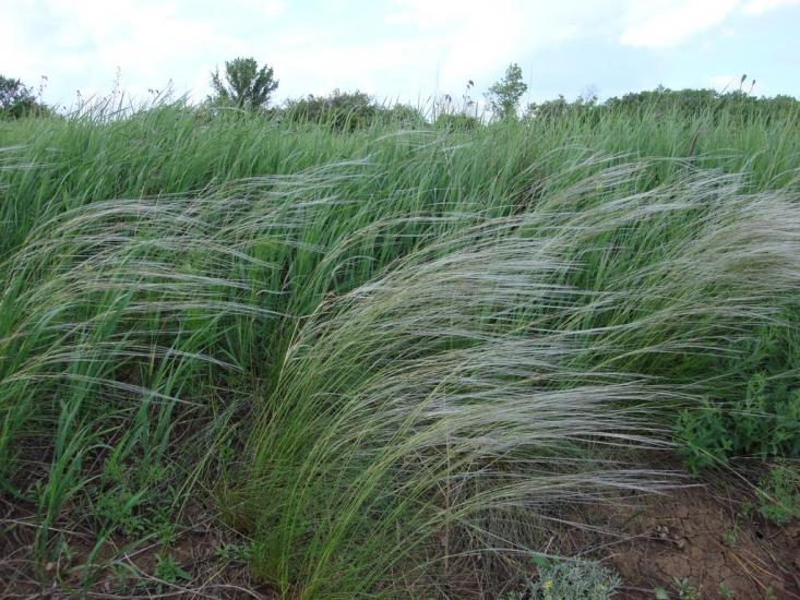 Оріхове з panoramio.com - Оріхове